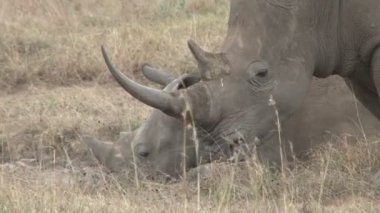 Çalılıktaki bir gergedanın boynuzuna çok yakın.
