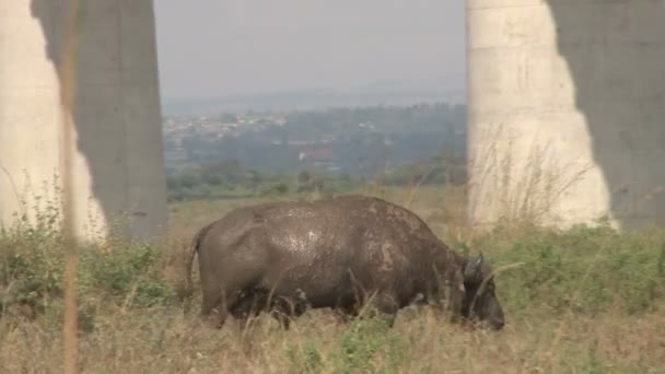 Búfalo Caminhando Lado Uma Ferrovia Construída Parque — Vídeo de Stock