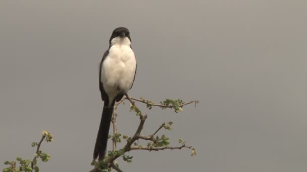 Kleiner Vogel Sitzt Auf Dem Ast — Stockvideo