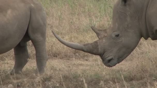 Close Horn Rhino — Stock Video