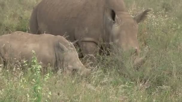 Nahaufnahme Von Mutter Und Nashorn Baby Beim Gemeinsamen Füttern — Stockvideo