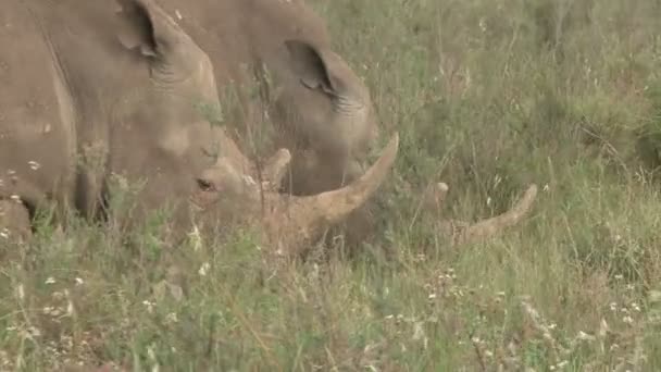 Close Two Heads Rhino Feeding Together — Stock Video