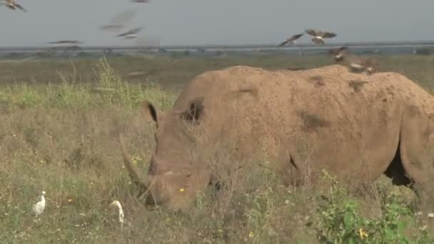 成群的鸟儿落在公园里一只白犀牛的背上 — 图库视频影像