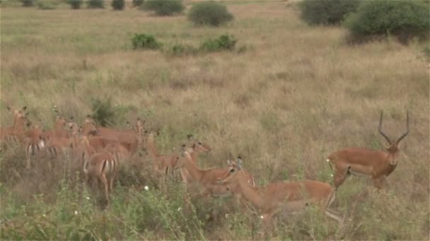 Impala Maschio Custodisce Sapientemente Suoi Harem Nel Cespuglio — Video Stock