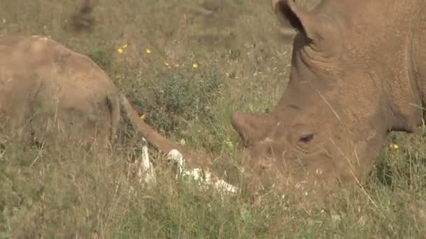 Molti Uccelli Volano Davanti Rinoceronte Ravvicinato Pascolo — Video Stock