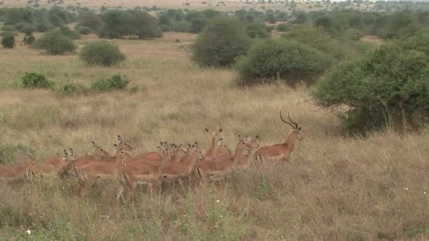 Impala Maschile Percepisce Pericolo Tiene Suo Harem All Attenzione — Video Stock