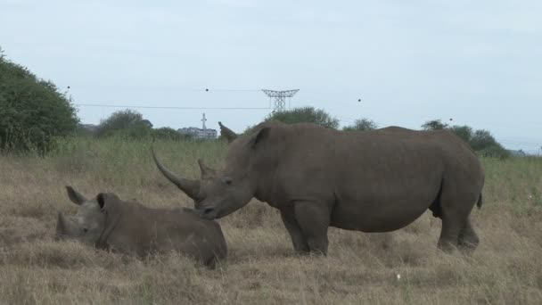 Mãe Rinoceronte Descansa Perto Seu Bebê Adulto — Vídeo de Stock