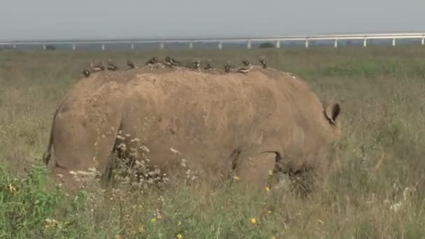 内罗毕国家公园的犀牛放牧地 后面有一条新的林荫道 — 图库视频影像