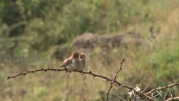 Twee Vriendelijke Vogeltjes Die Elkaar Verzorgen — Stockvideo