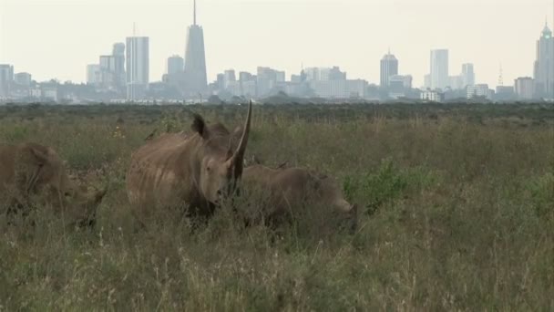 Drei Nashörner Nairobi Nationalpark Mit Der Stadt Hintergrund — Stockvideo