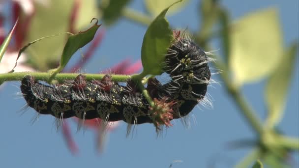 Catappillar Eating Lief Holding Branch — Stock video