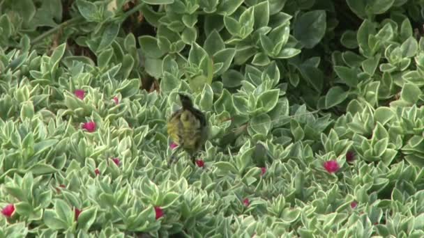 Dişi Bir Kızıl Göğüs Güneş Kuşu Çiçeklerden Nektar Içiyor — Stok video