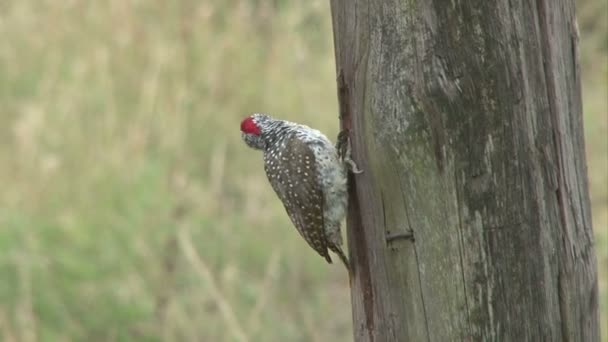 Una Vista Lateral Pájaro Carpintero Perforando Agujero Poste — Vídeos de Stock