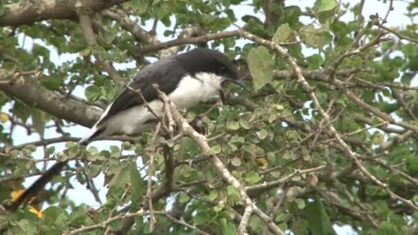 Uno Strillo Vomita Qualcosa Prima Mangiare Una Cavalletta — Video Stock