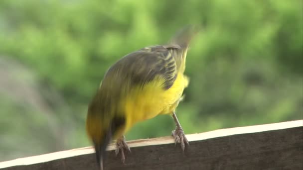 Væver Feeds Hjemmelavet Fugl Feeder – Stock-video