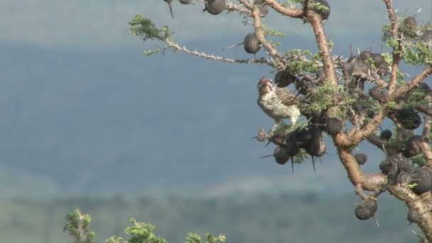 Pájaro Carpintero Ocupado Perforando Agujero Una Bola Acacia — Vídeo de stock