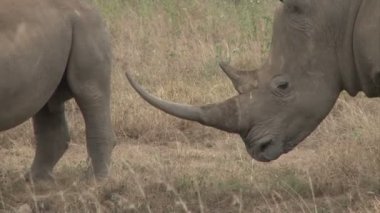 Boynuzun uzunluğunu gösteren bir gergedanın başını kapatın.