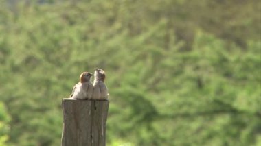 Küçük kuşlar birbirlerini tımar ediyorlar..
