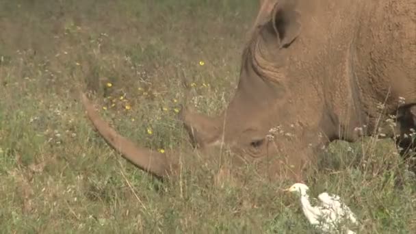 Close Rhino Long Horn Grazing Park — Stock Video