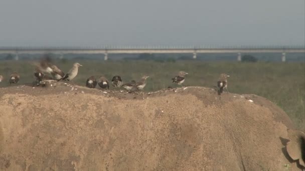 Close Birds Riding Back Rhino Railway Line Background — Stock Video
