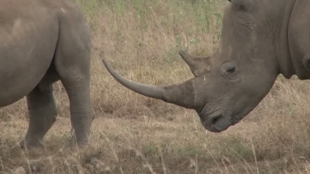 Primer Plano Cabeza Rinoceronte Que Muestra Longitud Del Cuerno — Vídeos de Stock