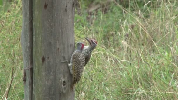 Primer Plano Los Pájaros Carpinteros Pareja Busca Comida — Vídeos de Stock