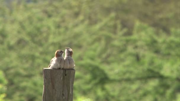 Małe Ptaszki Para Pielęgnując Siebie — Wideo stockowe