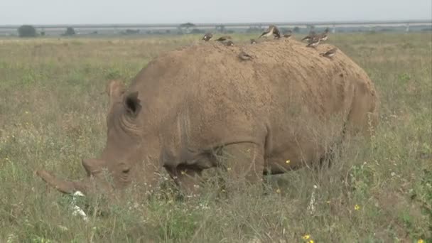 以铁路线为背景的犀牛在公园里吃草 — 图库视频影像