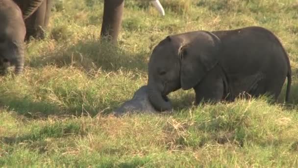 Bébé Éléphant Apprend Utiliser Des Fourmis Pour Gratter — Video