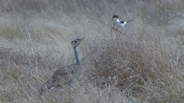 Uccello Bustard Guarda Acutamente Grillo Appollaiato Nelle Vicinanze — Video Stock