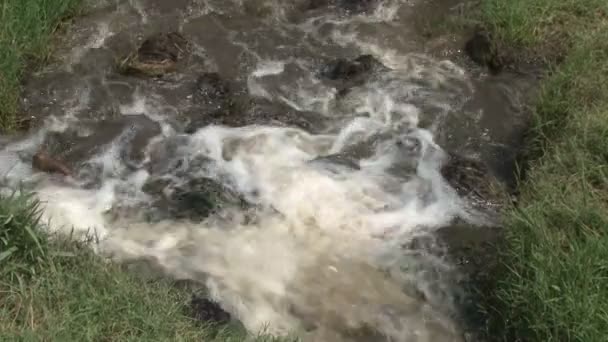 Ein Wels Versucht Gegen Starke Strömung Flussaufwärts Schwimmen — Stockvideo