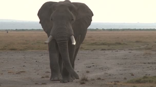 Eine Nahaufnahme Eines Elefantenbullen Der Die Kamera Blickt — Stockvideo