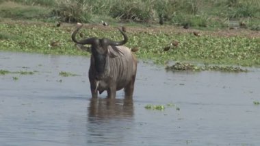 Bir antilop kameraya bakarak başını sallıyor.