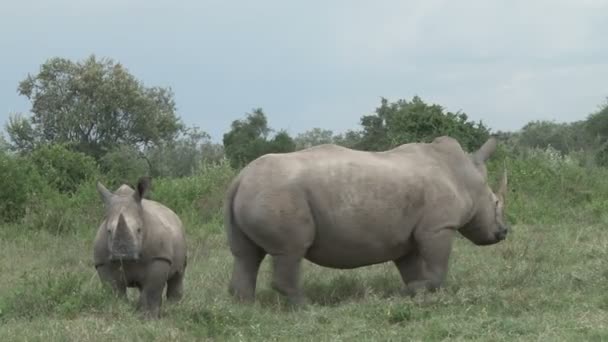 Молодой Носорог Пробегает Мимо Матери Останавливается — стоковое видео