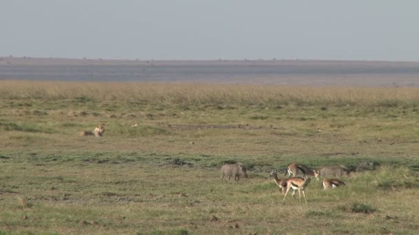 Lion Watches Some Gazelles Grazing Close — Stock Video