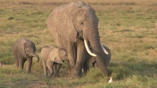 Eine Elefantenmutter Mit Drei Babys — Stockvideo