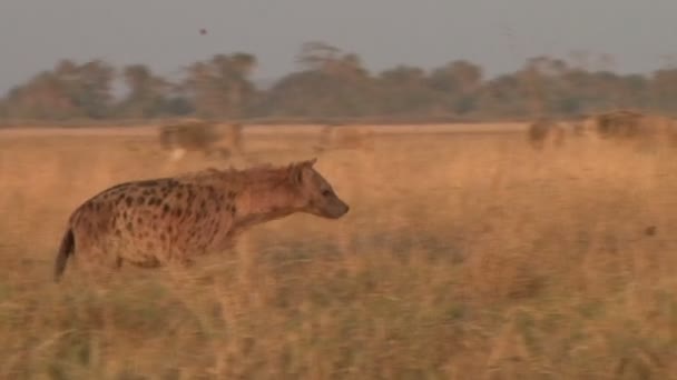 Een Pan Van Een Hyena Passerend Met Zebra Achtergrond — Stockvideo