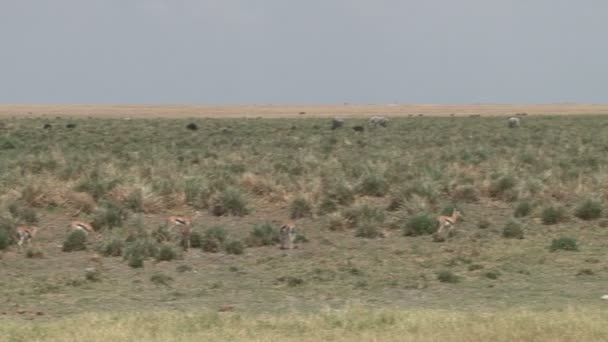 Una Sartén Pantano Amboseli Seco Kenya — Vídeos de Stock