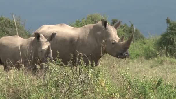 Movimento Lento Uma Impala Passando Por Rinoceronte Salto — Vídeo de Stock