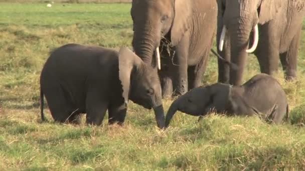 Bayi Kecil Memukul Bayi Lain Dengan Belalainya — Stok Video