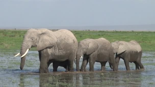 在沼泽地里活动的小群大象保护着婴儿 — 图库视频影像