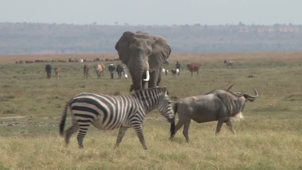 Elefante Toro Acerca Cámara Con Animales Domésticos Fondo — Vídeo de stock