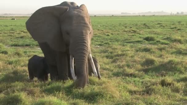 Ein Elefant Busch Mit Zwillingsbabys — Stockvideo