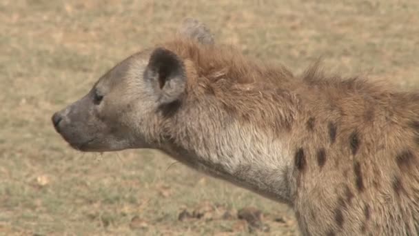 Close Head Hyena — Stock Video