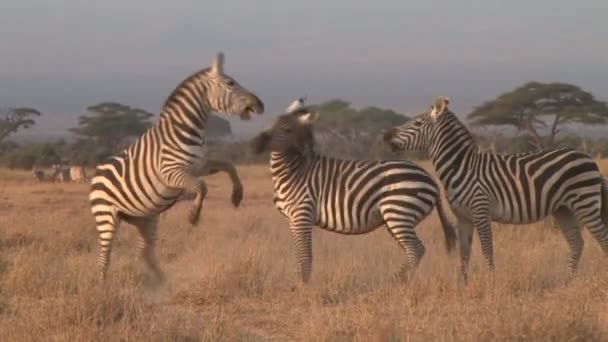 Perto Duas Zebras Lutando — Vídeo de Stock