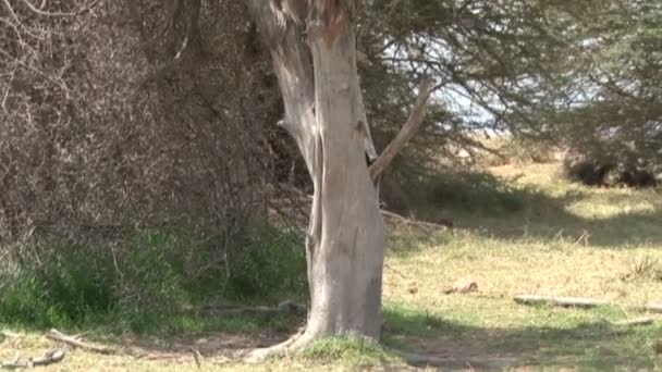 Árbol Muerto Causa Corteza Siendo Comido Por Los Animales — Vídeos de Stock