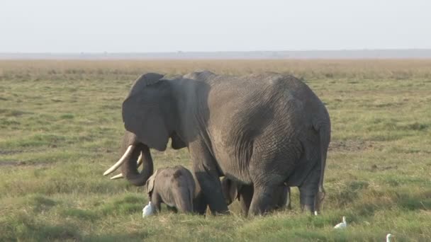 Elephant Grazing Her Twin Babies — Stock Video