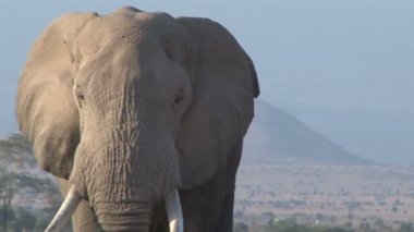  Kameraya doğru yürüyen bir fil boğasının aşırı yakın çekimi..