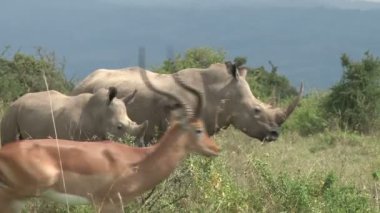 Impala 'lar arka planda beyaz gergedanlar ile kamera boyunca hareket ederler