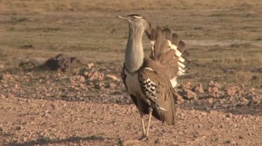  Kori Bustard 'ın düğün ceketi ve şişmiş boynu.